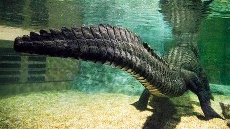 American Alligator Facts Mighty Mike At Odysea Aquarium