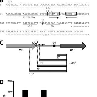 Expression And Promoter Deletion Analysis Of The Liafsr Operon A Map