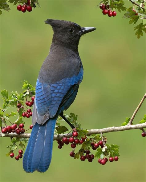 British Columbias Provincial Bird The Stellers Jay Beautiful Birds