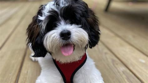 23 Shih Poo Haircuts That Will Melt Your Heart