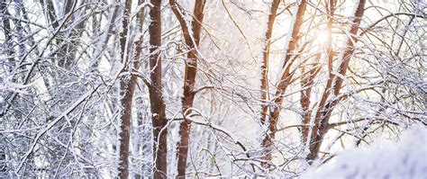 Snow covered Wallpaper 4K, Forest, Tree Branches, Winter