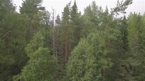 Aerial View Of Forest Pine And Birch Tree Forest From Above Green