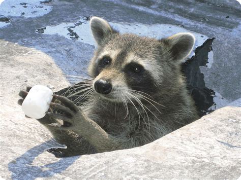 Raccoon Bait - What Foods Catch Raccoons?