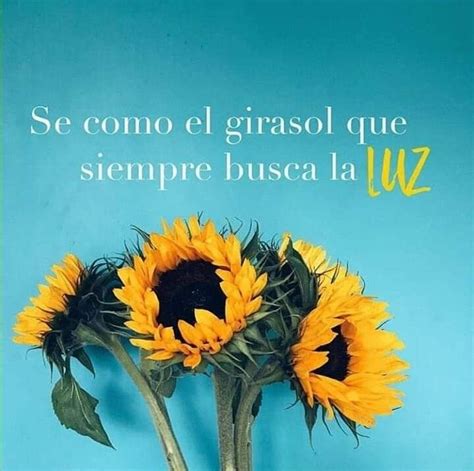 Pin De Stephanie Alfaro Arroyo En Frases Frases Girasoles Frases