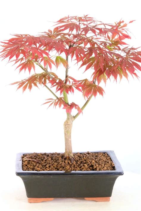 Flame Red Japanese Red Maple Bonsai for sale | Always a favourite