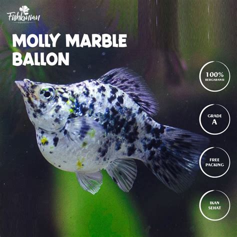 Promo IKAN HIAS AIR TAWAR AQUASCAPE AQUARIUM MOLLY MARBLE BALLOON