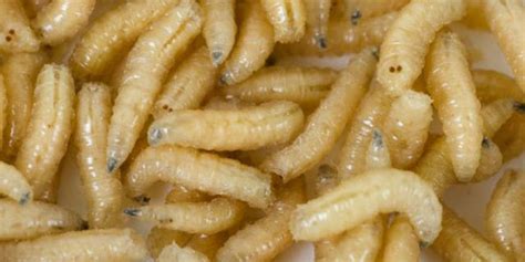 Maggot infestation saves man’s life | Fox News