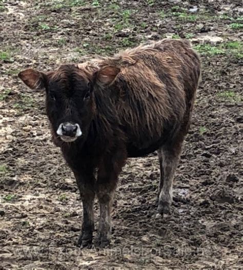 Lowline Angus Homestead Beef Cattle For Sale