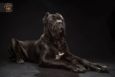 photographers black dog project sheds light  black dog syndrome