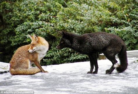 Rare Black Fox Takes On Hot Blooded Red Rival In Fierce Fight Over A