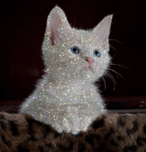 Crystal Cat Kitten Cats Animals