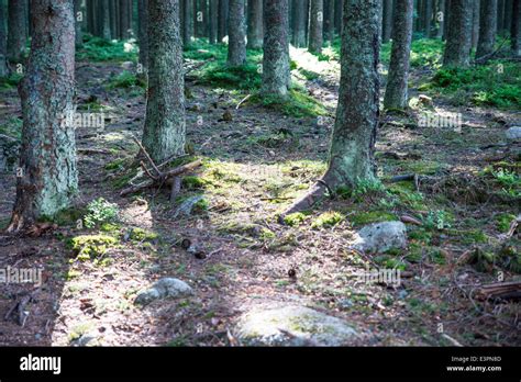 trees  mountains  res stock photography  images alamy