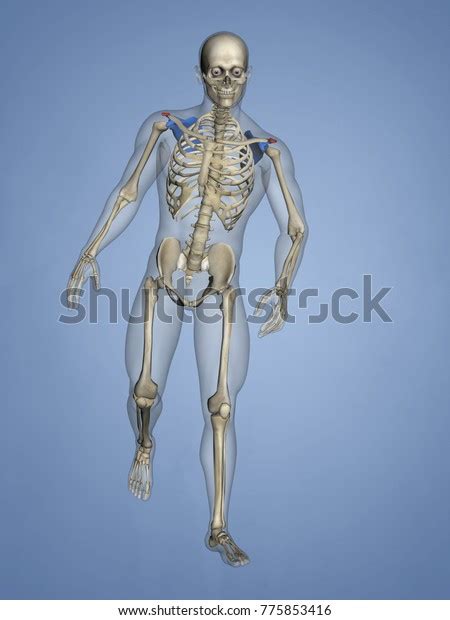 Acromion Scapula Mskelscapulaacromion 18 3d Model Stok İllüstrasyon 775853416 Shutterstock