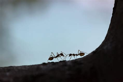 Des Moines Pest Control How To Identify Carpenter Ants