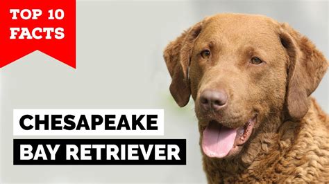 Chesapeake Bay Retriever Golden Retriever Mix