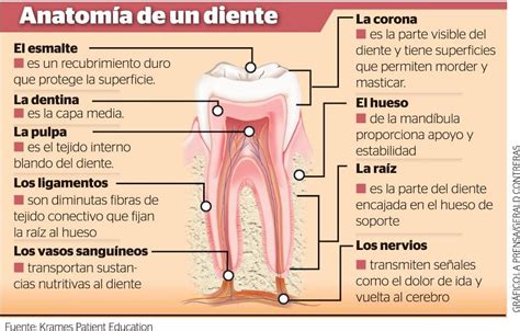 Odontosalud On Twitter Escuela De Higiene Dental Odontología Anatomía Dental