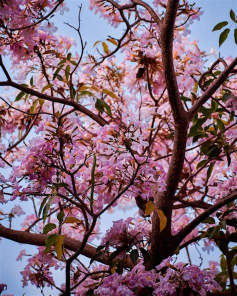 Un Rbol Con Flores Rosas Y Hojas Verdes Foto Premium