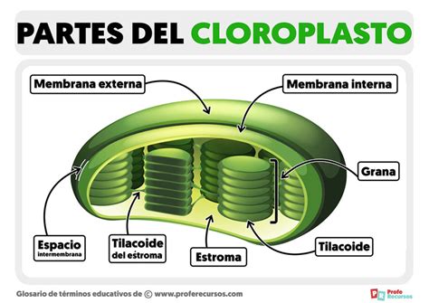 Partes Del Cloroplasto Estructura Del Cloroplasto