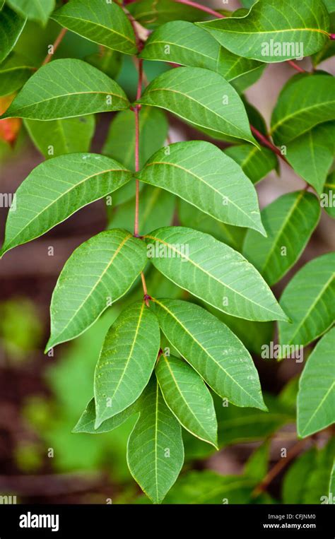 Leaves, foliage of toxic plant, Poison Sumac, Rhus vernix Stock Photo ...