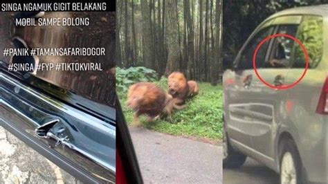 Buang Plastik Ke Mulut Kuda Nil Dan Buka Kaca Di Area Macan Taman