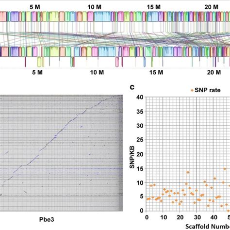 Whole Genome Comparison And Analysis Between Plasmodiophora Brassicae