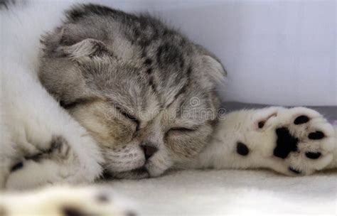 Sleeping Scottish Fold cat stock photo. Image of kitten - 75814018