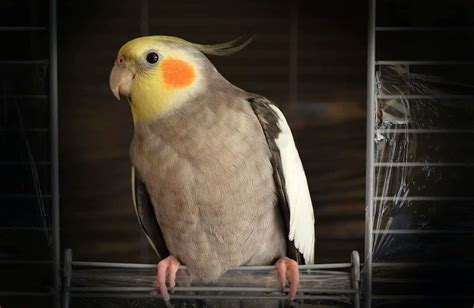 Healthy Cockatiel Feet Dr Cockatiel