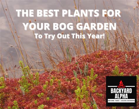 Top 39 Best Bog Plants For Ponds In 2022 Hardy Shade And Flowering