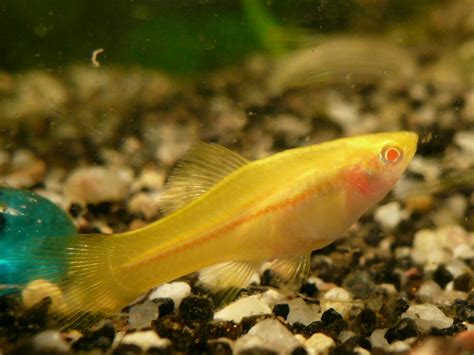 Albino Swordtail ♀ Florian Buckwheat Flickr