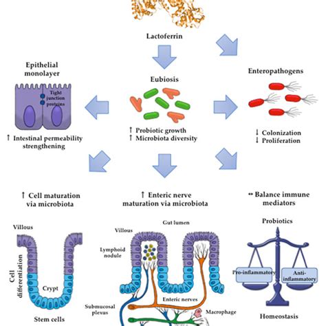 Fluctuations on lactoferrin levels in postpartum mammary gland secretions. | Download Scientific ...