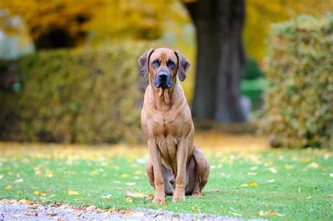 Rhodesian Ridgeback Charakter Usposobienie Cena Gigakarma