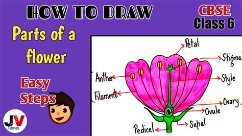 A Labeled Diagram Of A Flower Plant Morphology Parts Of A Fl