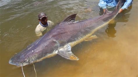 [無料ダウンロード！ √] amazon river fish species list 421630-Amazon river fish species list - Jpblopixt052c