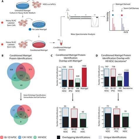 Proteomic Analysis Of Silac Hesc And Hipsc Derived Conditioned