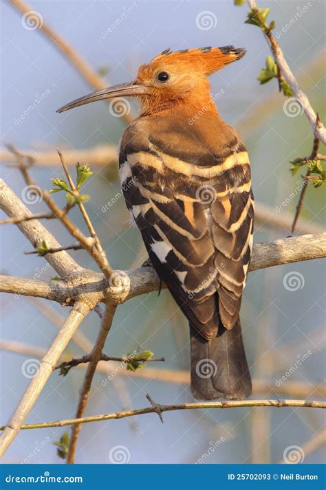 African Hoopoe Stock Image Image Of Safari Ground Epops 25702093