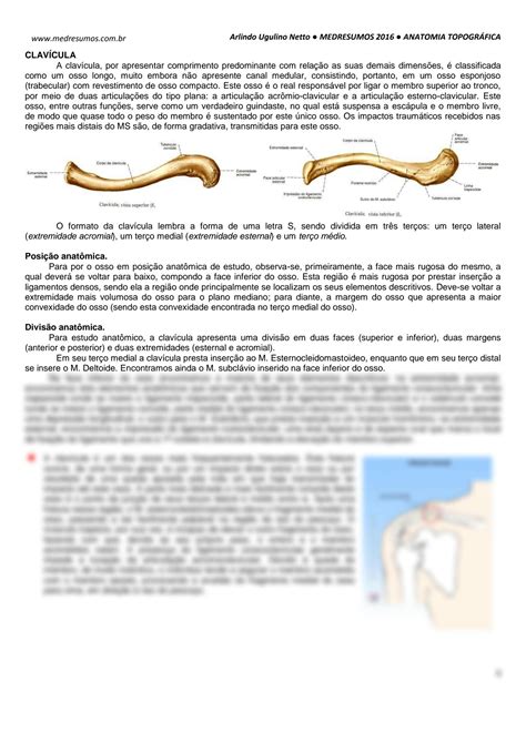 Solution Anatomia Topogr Fica Membro Superior Studypool