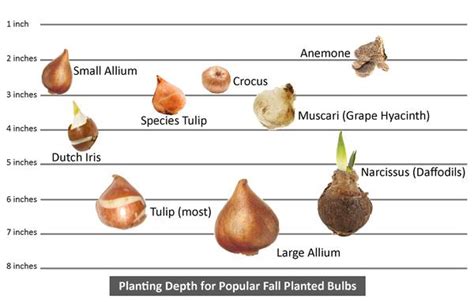 When to Plant Spring Blooming Bulbs in Colorado — Plant Something ...