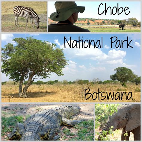 Chobe National Park Botswana Post Obligatory Traveler Obligatory Traveler