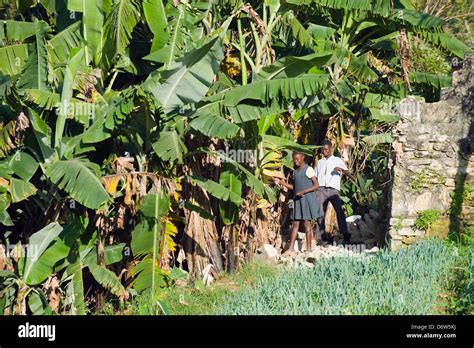 Haiti Banana Hi Res Stock Photography And Images Alamy