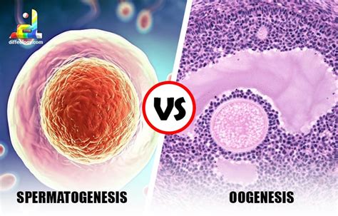 Difference Between Spermatogenesis And Oogenesis Diffeology