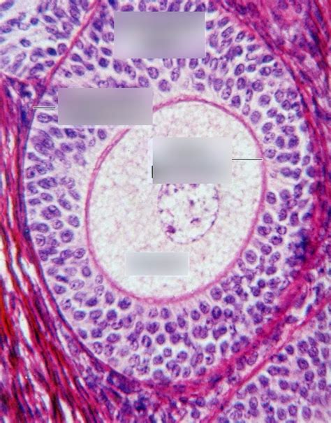 Primordial And Primary Follicles Diagram Quizlet