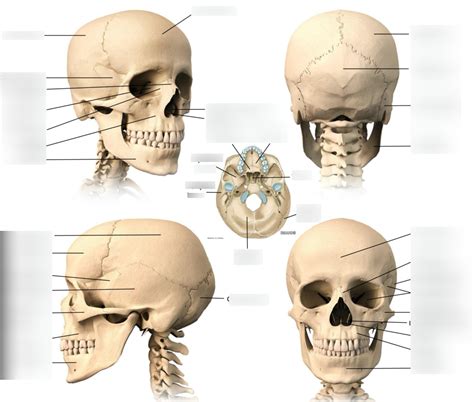 Diagram Of Bones Of Skull Quizlet