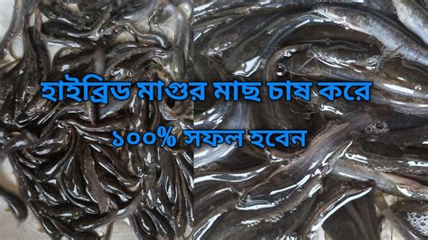 হাইব্রিড মাগুর মাছ চাষ পদ্ধতি। হাইব্রিড মাগুর মাছের পোনা কোথায় পাবেন