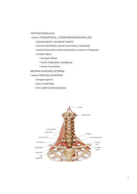 PDF Topografía del Cuello DOKUMEN TIPS