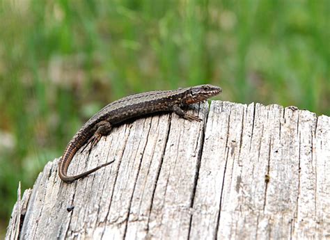 Eidechse Foto & Bild | tiere, wildlife, amphibien & reptilien Bilder ...