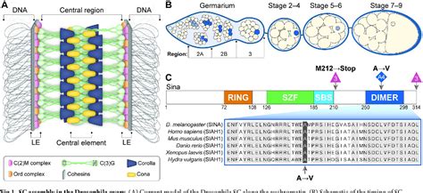 Figure From The E Ubiquitin Ligase Sina Regulates The Assembly And