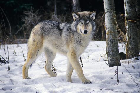 Native American Tribes Sue Wisconsin In Effort To Protect Wolves From