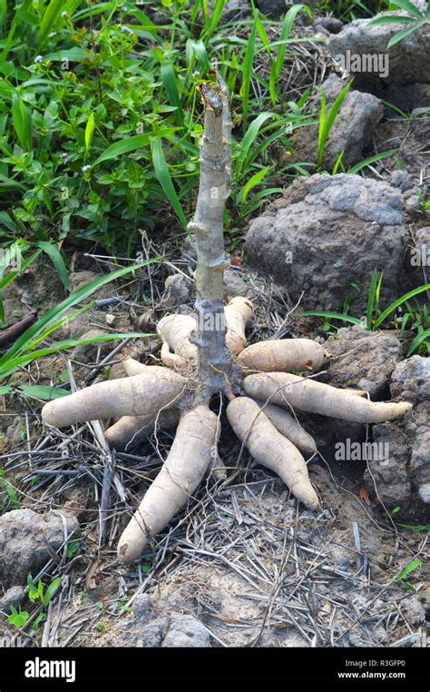 Cassava Plantation And Harvest Agriculture Thailand Pile Of Fresh