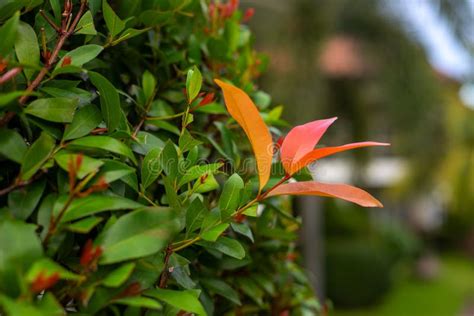 Green Bush with Red Fresh Leaf Closeup. Vertical Garden Wall Plant ...