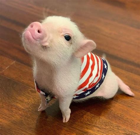 Cute Pigs Gloria Love Pets Cute Baby Pigs Baby Pigs Pig Pics